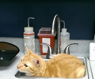 Six Forks Animal Hospital