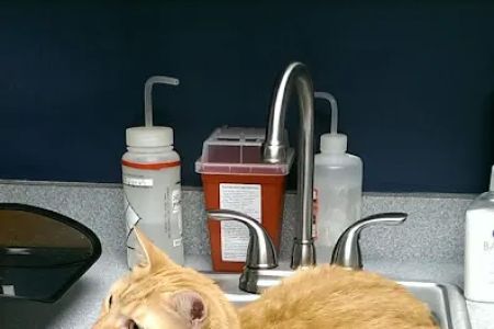 Six Forks Animal Hospital
