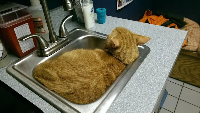 Six Forks Animal Hospital 12