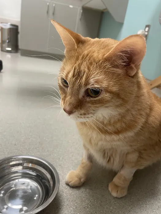 Small Animal Services: Emergency 12