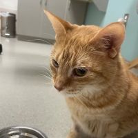 Small Animal Services: Emergency ico