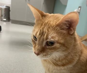 Small Animal Services: Emergency
