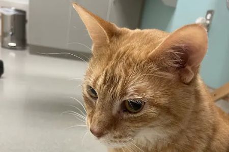 Small Animal Services: Emergency