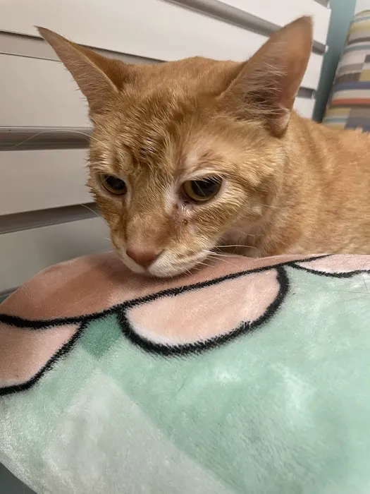 Small Animal Services: Emergency 12