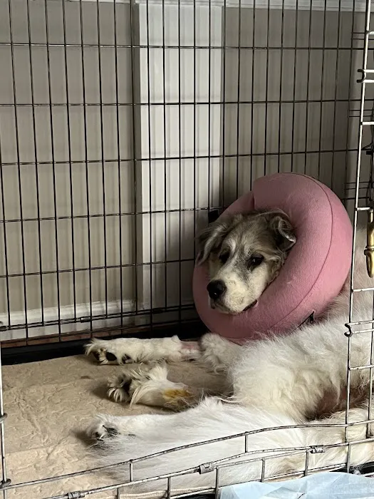 Small Animal Services: Emergency 12
