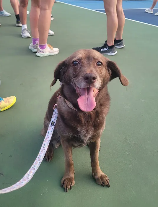 Small Animal Services: Emergency 12