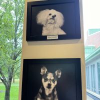 NCSU Veterinary Hospital ico