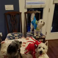 Boulevard Animal Hospital ico