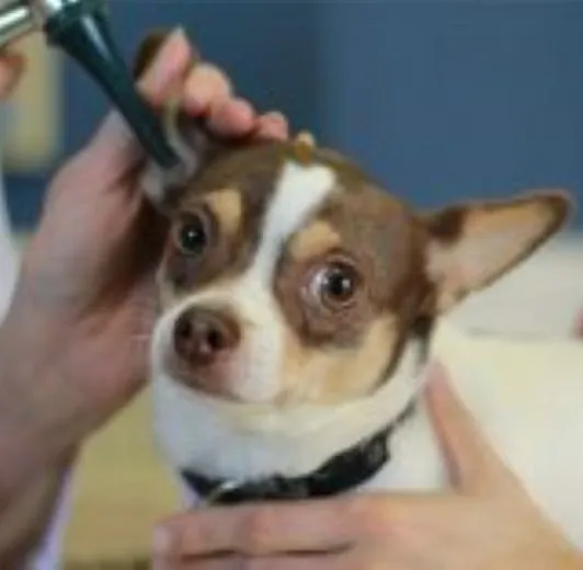 Boulevard Animal Hospital 12