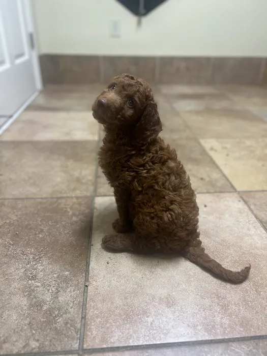 Hayes Barton Animal Hospital 12