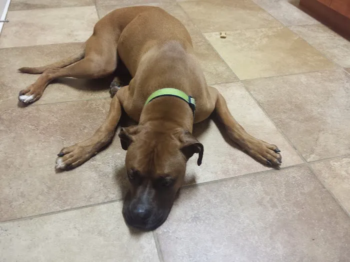 Hayes Barton Animal Hospital 12