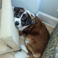 North Hills Animal Hospital & Resort ico