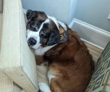 North Hills Animal Hospital & Resort