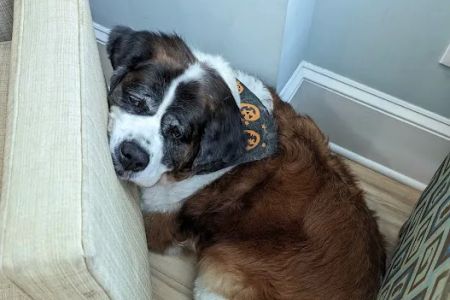 North Hills Animal Hospital & Resort