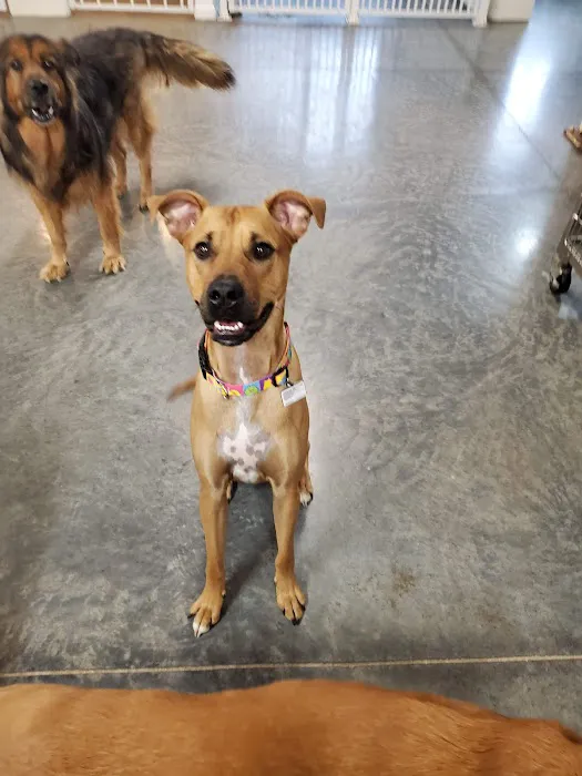 North Hills Animal Hospital & Resort 2