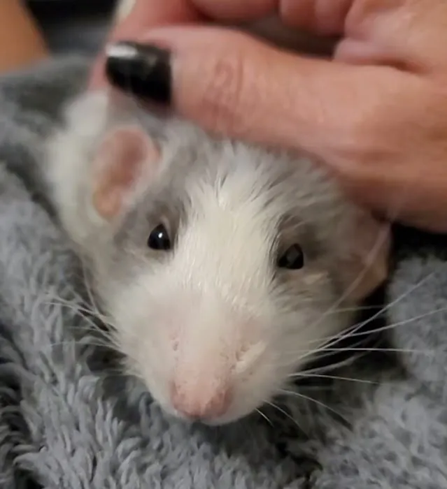 Wendell Animal Hospital 3