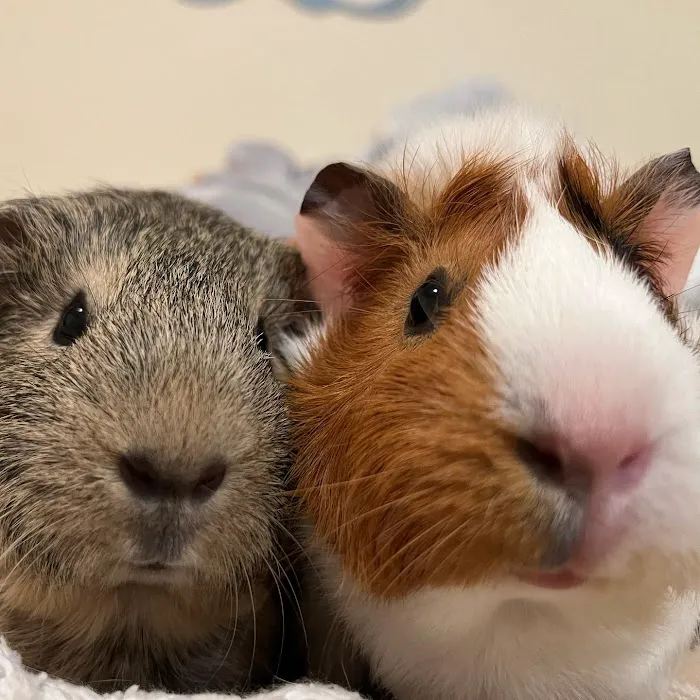 Wendell Animal Hospital 8