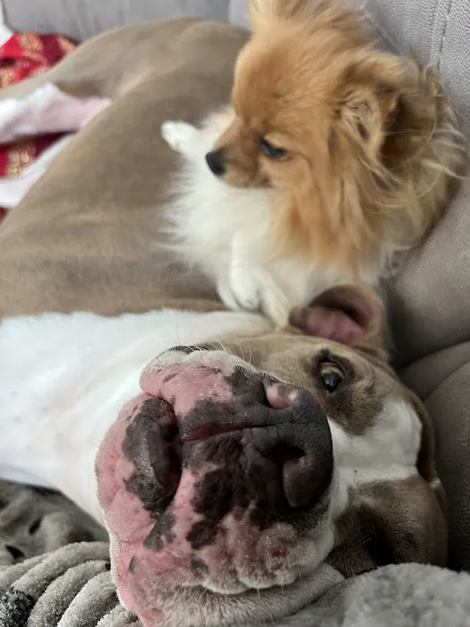 Wendell Animal Hospital 1