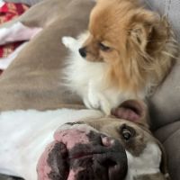 Wendell Animal Hospital ico