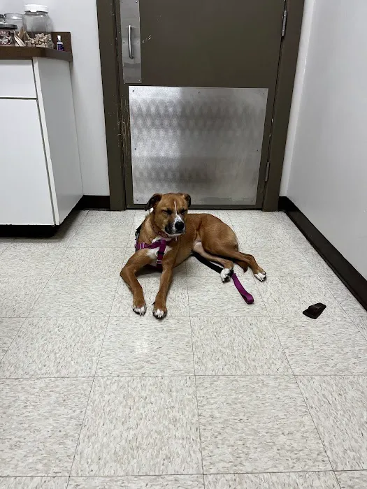 Knightdale Animal Hospital 1