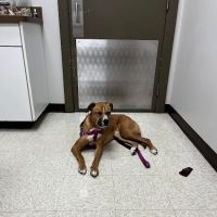 Knightdale Animal Hospital ico