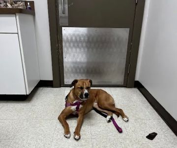 Knightdale Animal Hospital