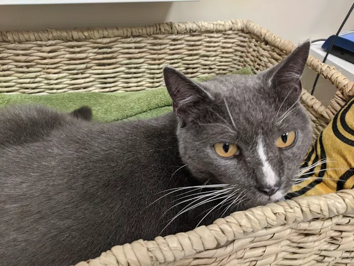 Knightdale Animal Hospital 2