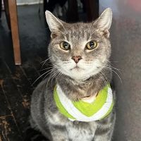 Smithfield Road Veterinary Hospital ico