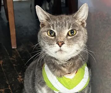 Smithfield Road Veterinary Hospital