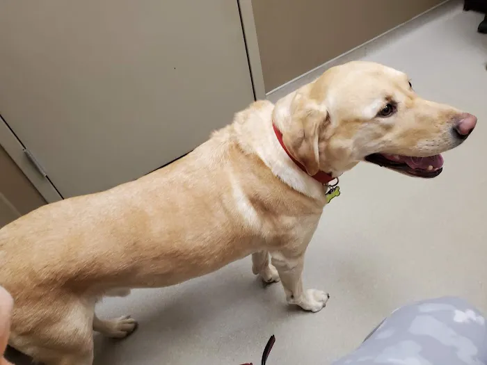 Smithfield Road Veterinary Hospital 3