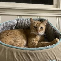 Wake Veterinary Medical Center ico