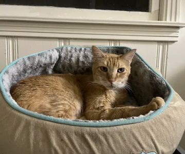 Wake Veterinary Medical Center
