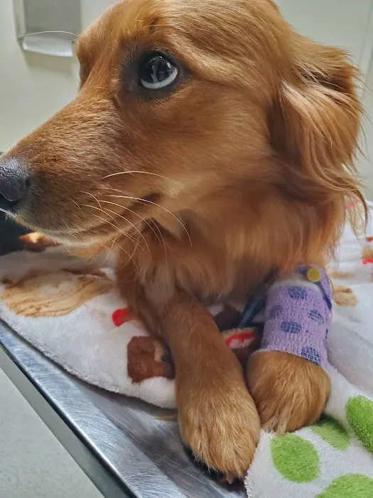 Wake Veterinary Medical Center 10