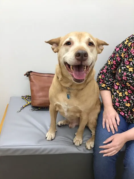 Oak Heart Veterinary Hospital at Dixie Trail 12