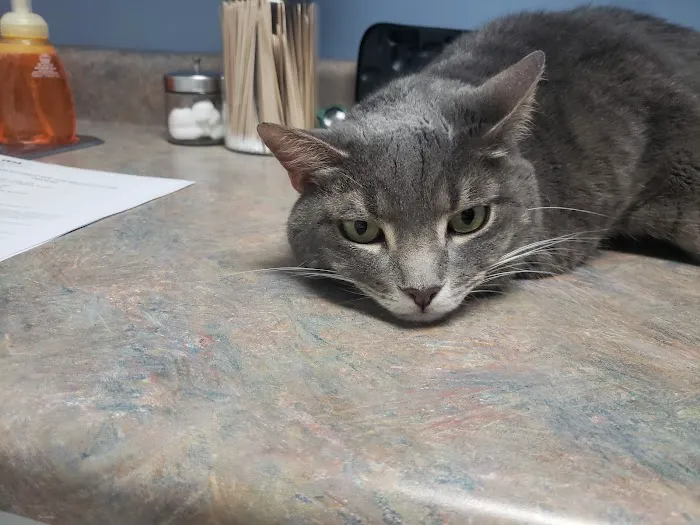 VCA Triangle Tower Animal Hospital 3