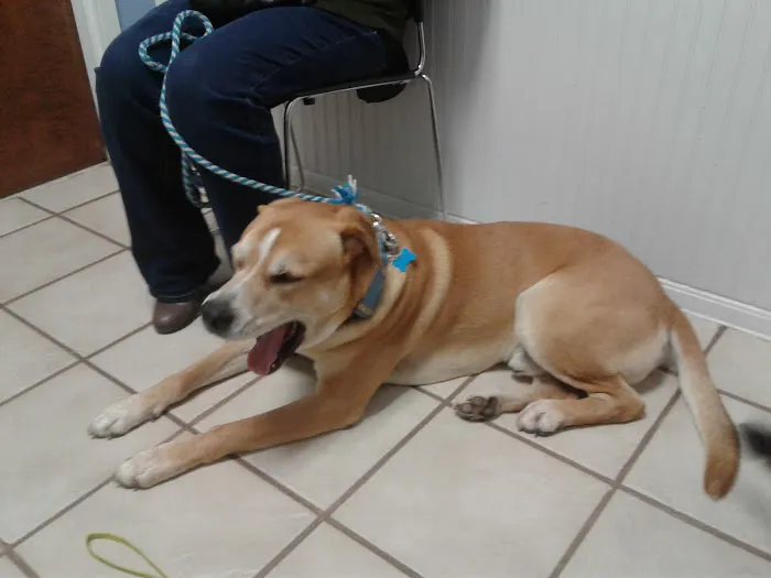 VCA Triangle Tower Animal Hospital 5