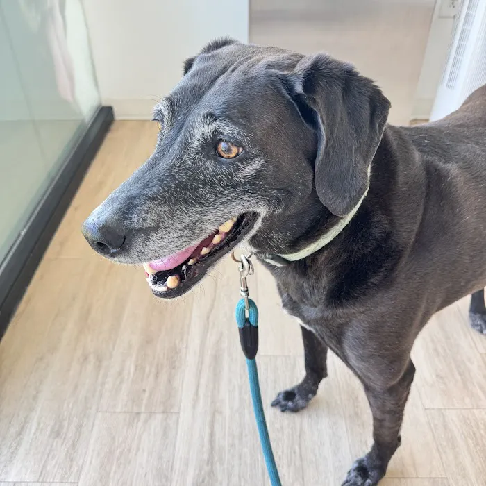 Petfolk Veterinary & Urgent Care - North Hills 12