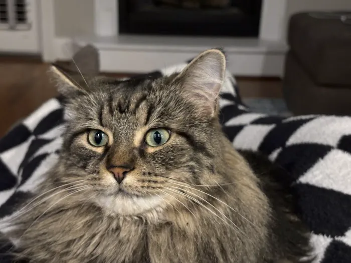 Petfolk Veterinary & Urgent Care - North Hills 12