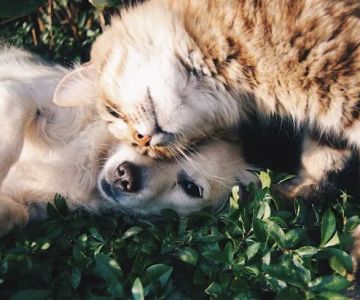 Total Quality Mobile Veterinary Clinic, PLLC