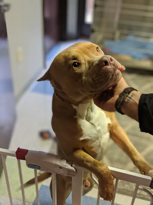 Raleigh Community Animal Hospital 12