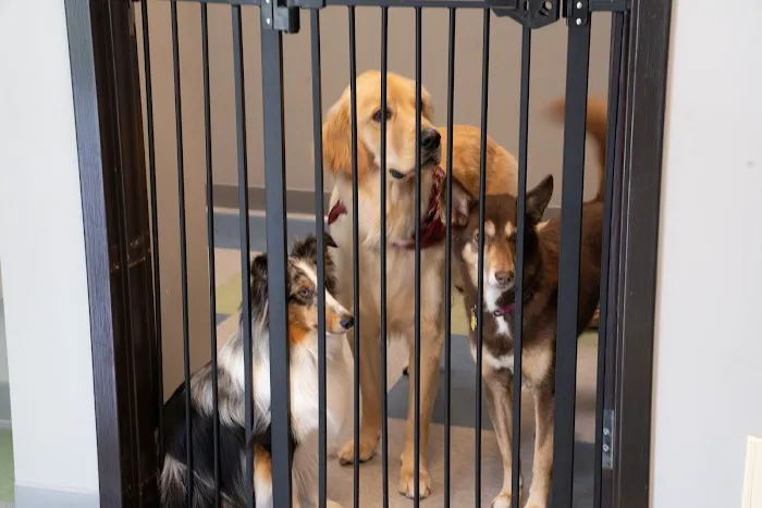 Raleigh Community Animal Hospital 12