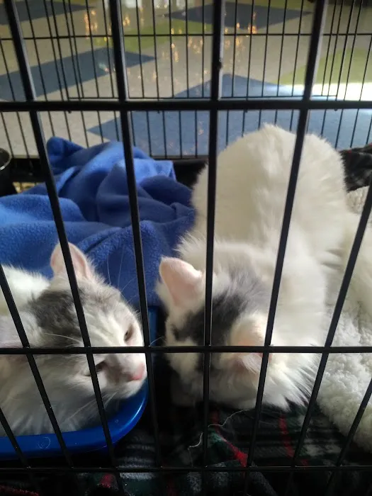 Raleigh Community Animal Hospital 12
