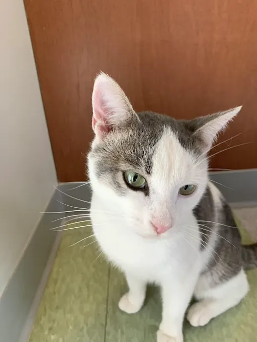 Raleigh Community Animal Hospital 12