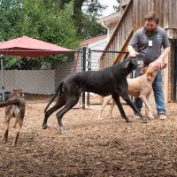 Raleigh Community Animal Hospital ico