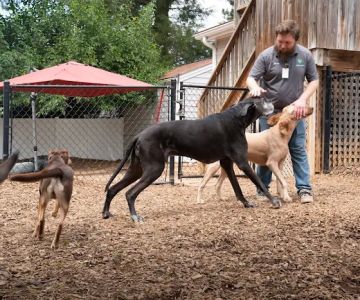 Raleigh Community Animal Hospital