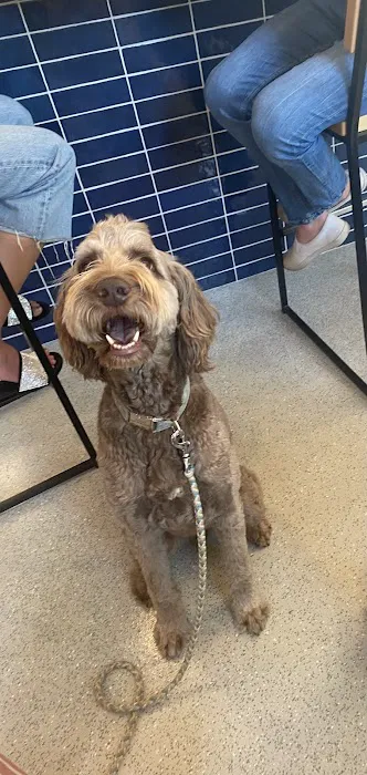 Brentwood Animal Hospital 1