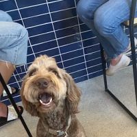 Brentwood Animal Hospital ico