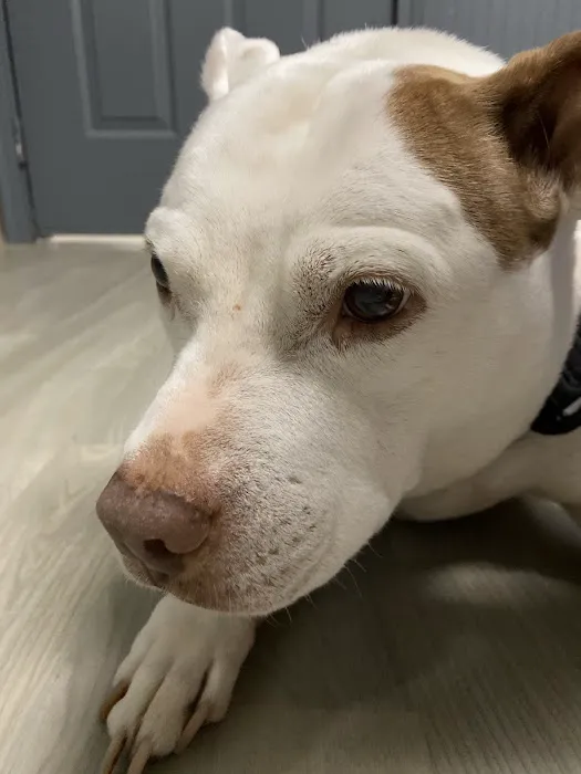 Magnolia Animal Hospital 1