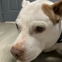Magnolia Animal Hospital ico