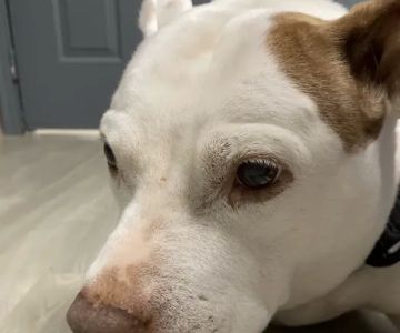 Magnolia Animal Hospital